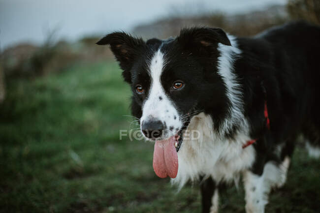 Allegro pedigree Border Collie cane con la lingua fuori guardando la fotocamera mentre seduto sull'erba nel parco — Foto stock