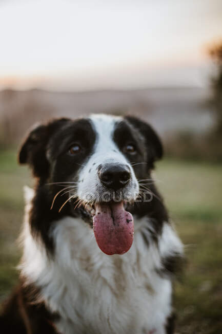 Alegre pedigrí Border Collie perro con la lengua hacia fuera mirando a la cámara mientras está sentado en la hierba en el parque - foto de stock