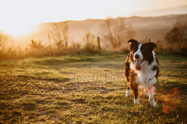 Allegro pedigree Border Collie cane con la lingua fuori guardando la fotocamera mentre seduto sull'erba nel parco — Foto stock