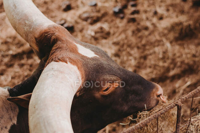 Сверху коричневая коза с большими рогами ест траву в вольере в сельской местности — стоковое фото