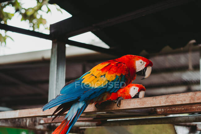 From below of big macaw parrots with red orange and blue feathers on metal fence in zoo — Stock Photo