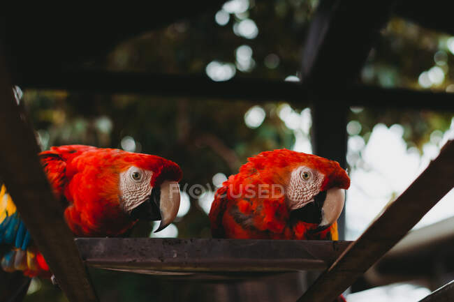 Grandes papagaios coloridos exóticos no zoológico — Fotografia de Stock