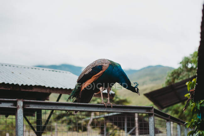 Bright peacock on fence in reserve — Stock Photo