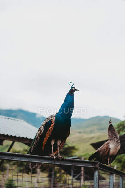 Gorgeous multicolored peacocks sitting on metal fence with green mountains and sky on background — Stock Photo