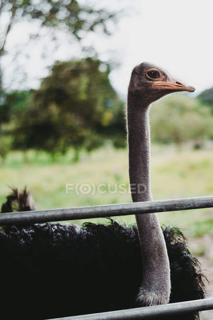 Avestruz grande selvagem pacífica em zoológico — Fotografia de Stock