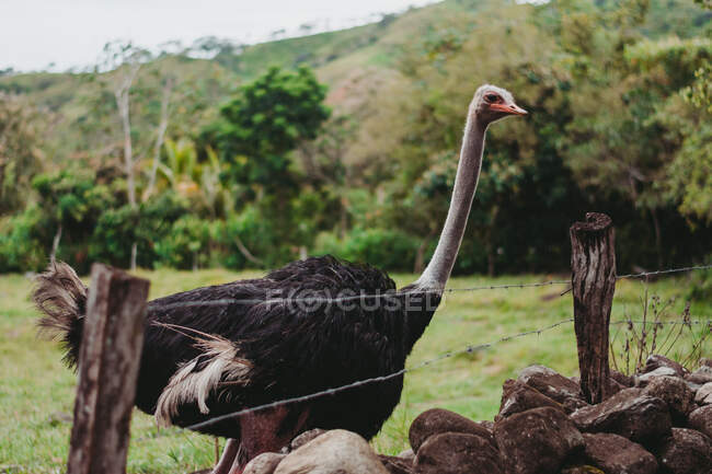 Мирный дикий большой страус в зоопарке — стоковое фото