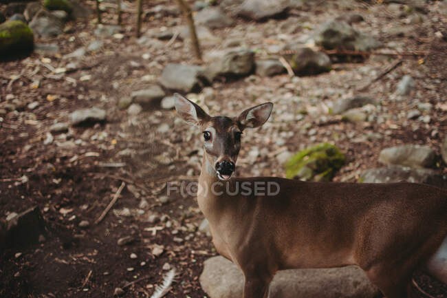 De cima de cervos marrom bonito de pé e olhando para a câmera em solo rochoso na natureza — Fotografia de Stock