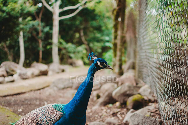 Beautiful colorful peacock on green alley — Stock Photo