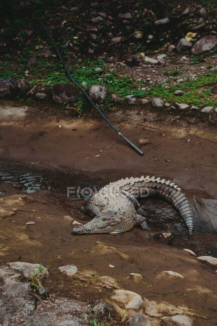 Crocodile in spacious enclosure of reserve — Stock Photo