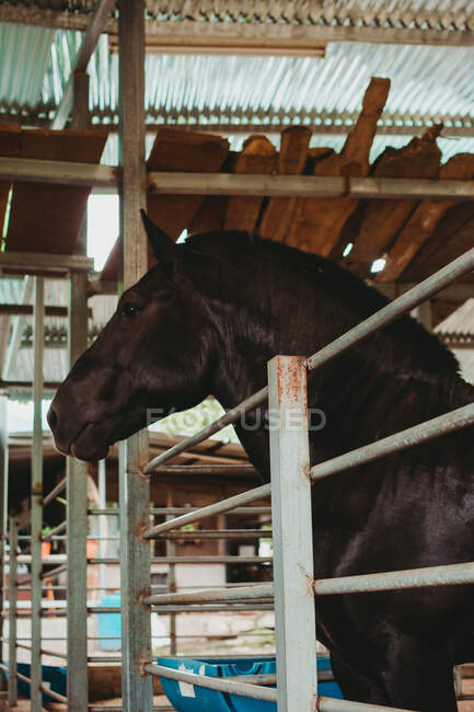 Vista lateral del caballo negro grande con melena brillante de pie en la cerca de metal en establo de la granja - foto de stock