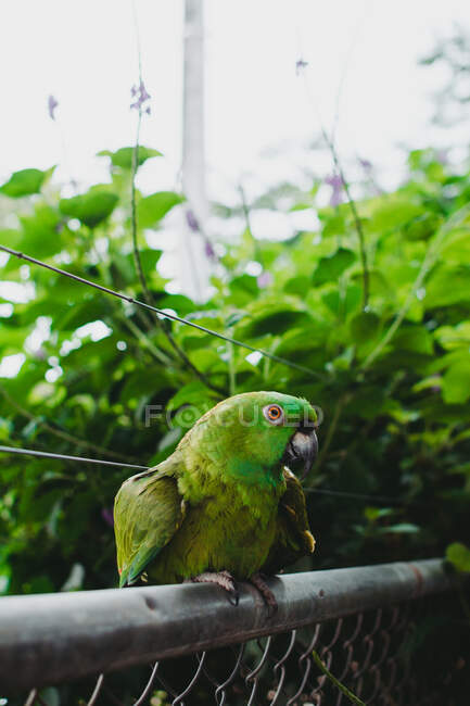Papagaio grande verde colorido em cerca de metal com folhagem brilhante de árvores no fundo borrado — Fotografia de Stock