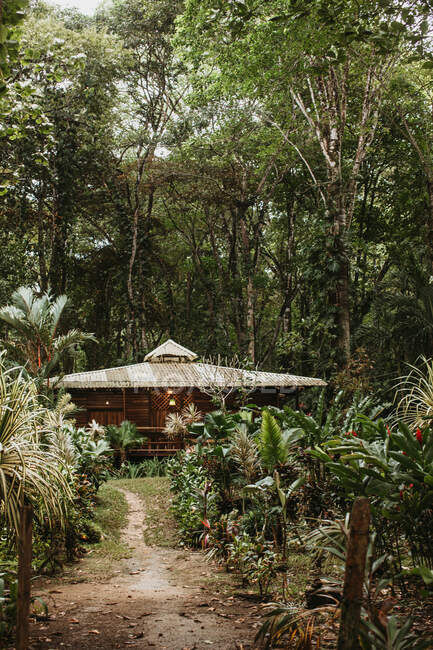 Небольшое деревянное здание для отдыха среди зеленых экзотических растений и больших деревьев в солнечный день — стоковое фото