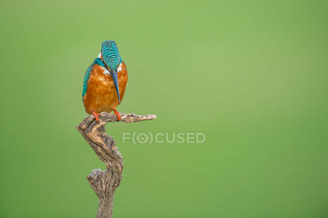 Kingfisher colorato con lungo becco nero — Foto stock