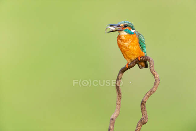Colorful Kingfisher with long black beak — Stock Photo