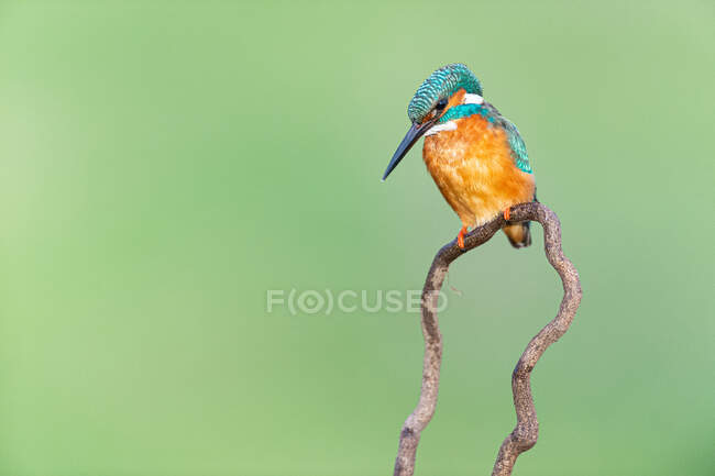 Kingfisher colorato con lungo becco nero — Foto stock