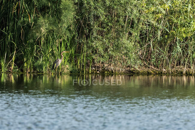 Грациозная императорская цапля питается на берегу озера в солнечный летний день — стоковое фото