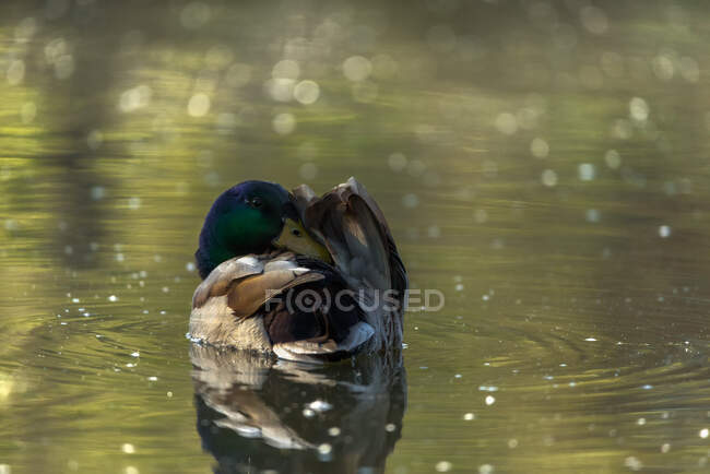 Increíble pato flotando en el lago en verano - foto de stock