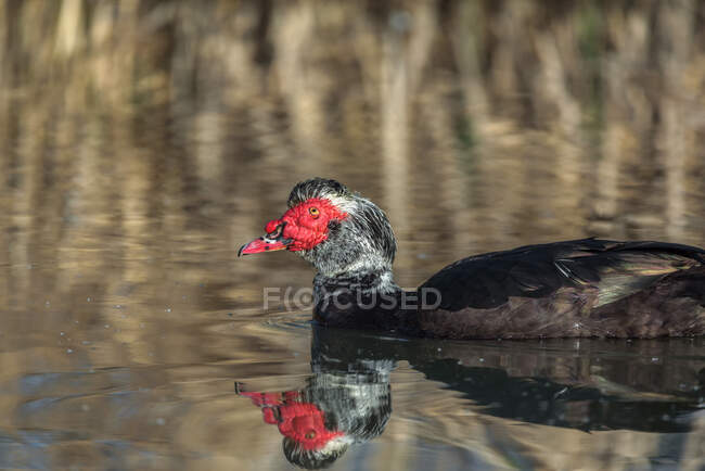 Vista lateral do maravilhoso pato Muscovy selvagem com plumagem preta flutuando na lagoa no campo — Fotografia de Stock