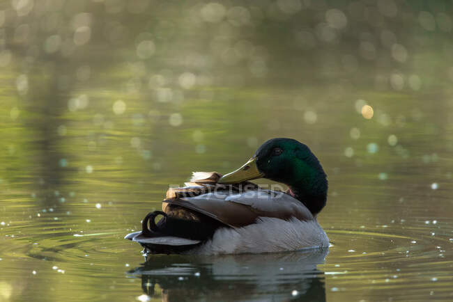 Superbe canard colvert détendu avec plumage coloré nageant dans l'eau sur le lac en journée d'été — Photo de stock