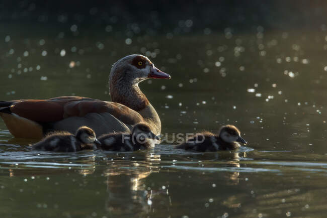 Vista lateral do ganso egípcio com pequenos gansos nadando na lagoa em dia ensolarado — Fotografia de Stock
