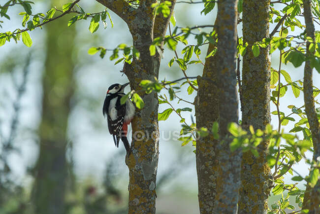 Cute busy great spotted woodpecker feeding on tree trunk in summer forest — Stock Photo