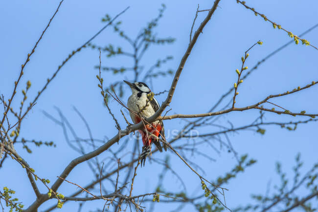 Маленький птах на стовбурі дерева в лісі — стокове фото