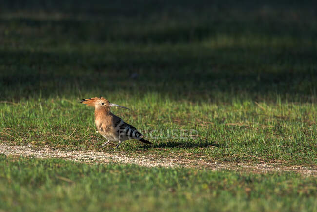 Cute funny hoopoe observing environment while sitting on green field in sunlight in summer — Stock Photo