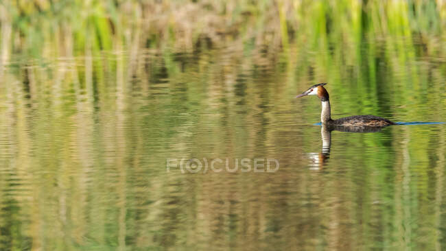 Cute great crested grebe swimming on calm pond in sunny summer day — Stock Photo