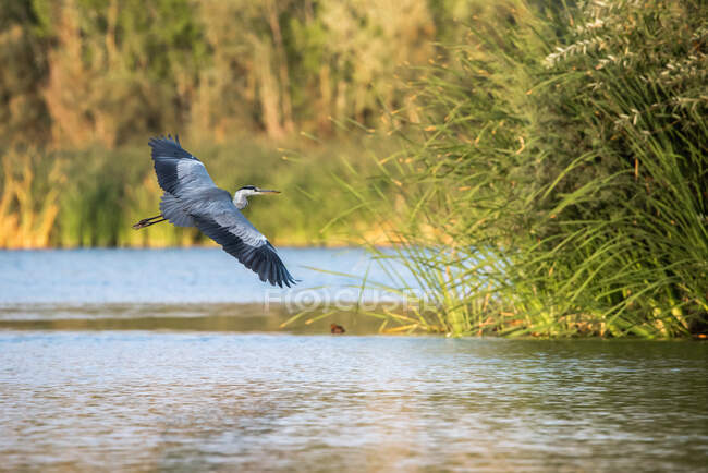 Wunderschöner wilder Reiher mit grauem Gefieder, der an Sommertagen über dem Teich schwebt — Stockfoto