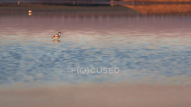 Wild adult colorful pied avocet in middle of lake in sundown in summer — Stock Photo