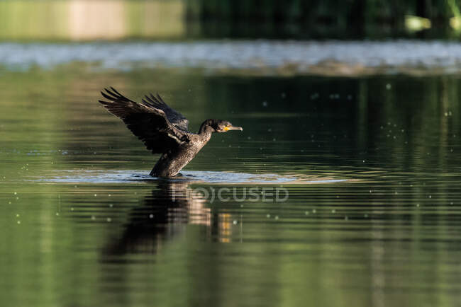 Increíble ganso salvaje en el estanque en otoño - foto de stock