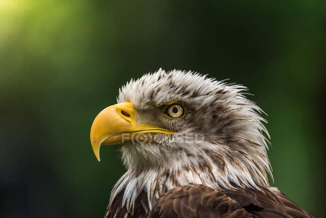 Vista lateral da magnífica águia observando o ambiente no dia de verão da floresta — Fotografia de Stock