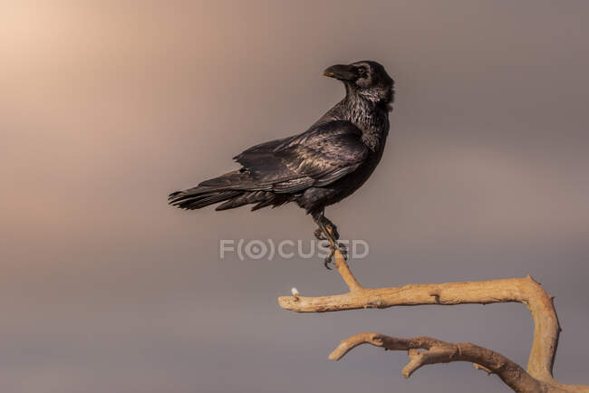 Pássaro preto selvagem empoleirado na árvore — Fotografia de Stock