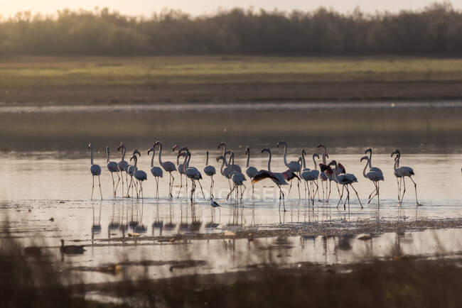 Maravilhosos flamingos cor-de-rosa caminhando em terreno pantanoso ao anoitecer no dia de verão — Fotografia de Stock