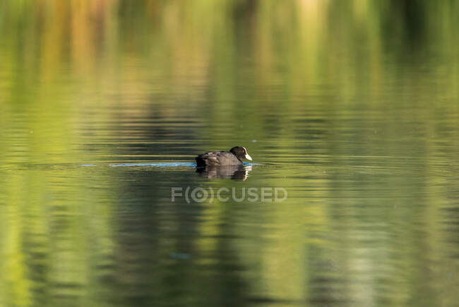 Удивительная утка, плавающая по озеру летом — стоковое фото