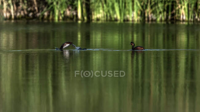 Uccello acquatico galleggiante sul lago in estate — Foto stock