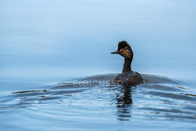 Wasservogel schwimmt im Sommer auf See — Stockfoto