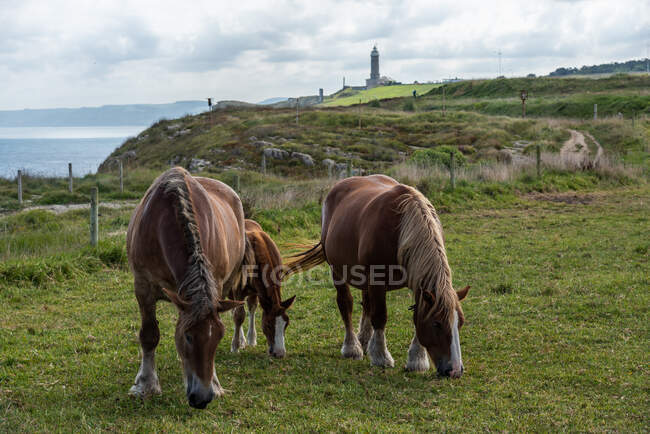Herd of horses grazing on meadow in sunny day — Stock Photo