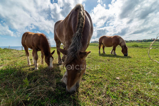 Herd of domestic horses pasturing on green field in summer cloudy day — Stock Photo