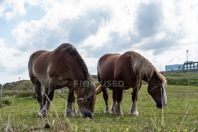 Pferdeherde weidet bei sonnigem Wetter auf der Weide — Stockfoto