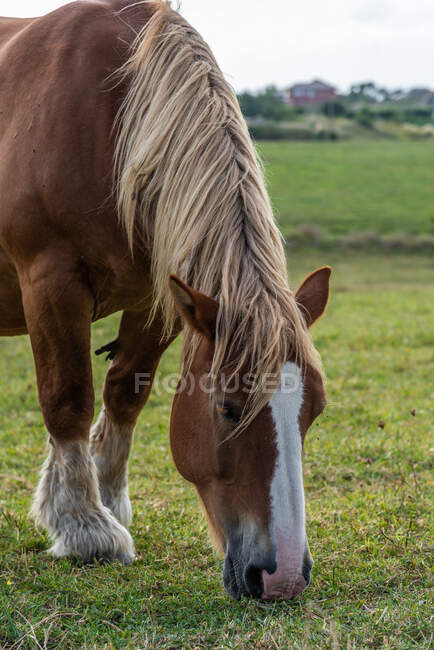 Лошадь пасутся на лугу в солнечный день — стоковое фото
