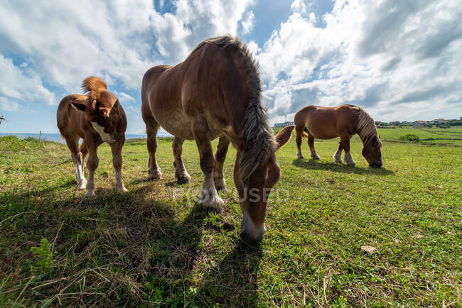 Troupeau de chevaux broutant sur la prairie par une journée ensoleillée — Photo de stock