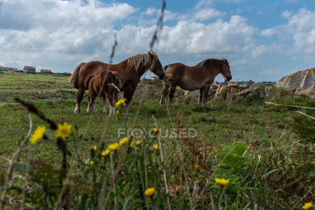 Mandria di cavalli al pascolo sul prato nella giornata di sole — Foto stock