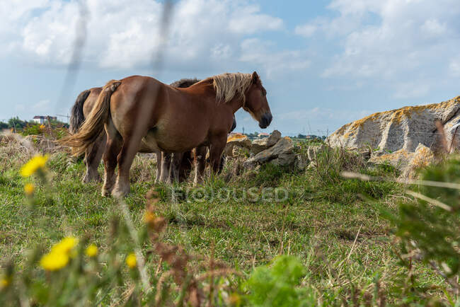 Стадо коней, що пасуться на лузі в сонячний день — стокове фото