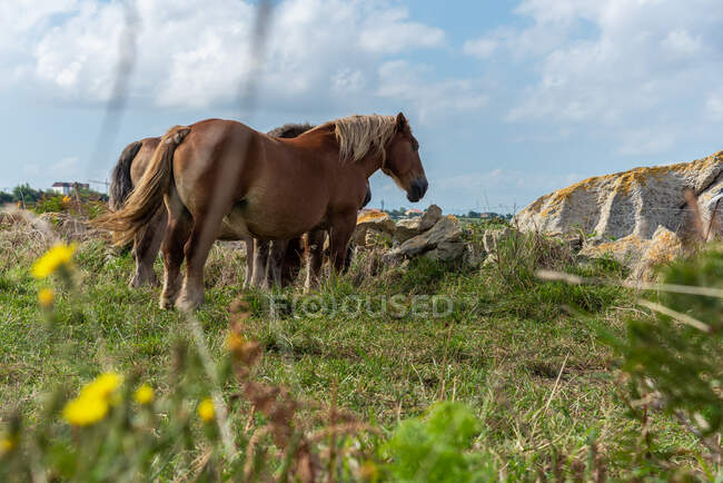 Troupeau de chevaux broutant sur la prairie par une journée ensoleillée — Photo de stock