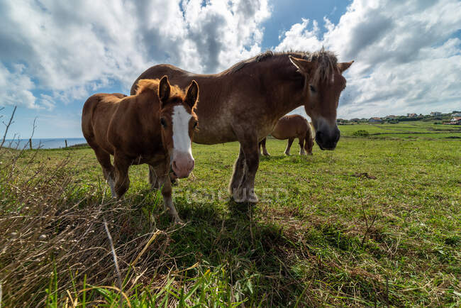 Rebanho de cavalos pastando no prado em dia ensolarado — Fotografia de Stock