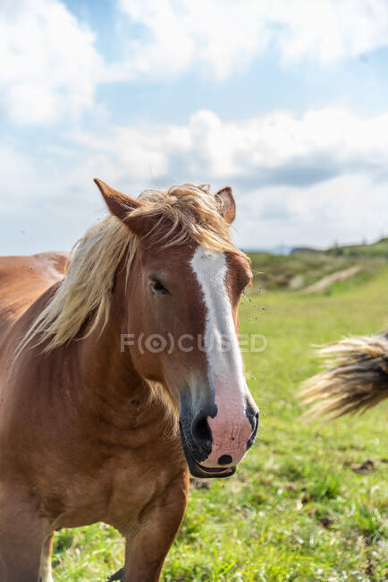 Pâturage à cheval dans la prairie par temps ensoleillé — Photo de stock