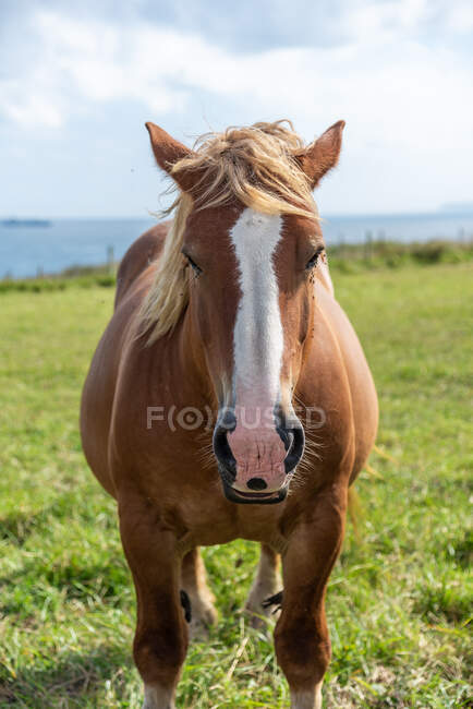 Cavalo pastando no prado em dia ensolarado — Fotografia de Stock