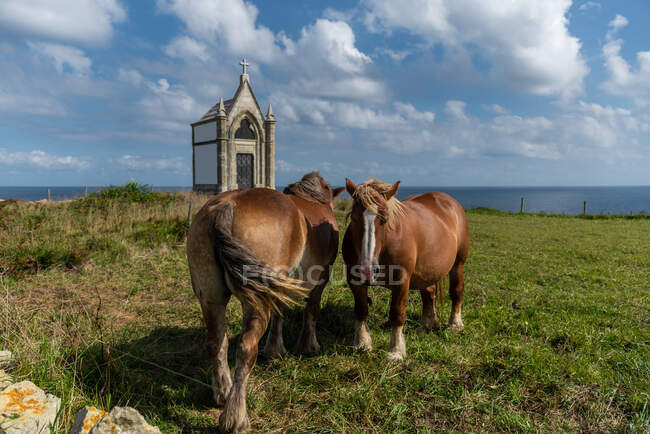 Manada de caballos pastando en el prado en un día soleado - foto de stock