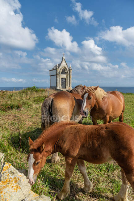 Стадо лошадей, пасущихся на лугу в солнечный день — стоковое фото